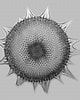 Image result for "hexalaspis Heliodiscus". Size: 80 x 100. Source: www.pirx.com