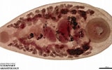 Image result for Parapristipoma Anatomie. Size: 160 x 100. Source: www.veterinaryparasitology.com