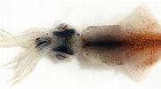 Afbeeldingsresultaten voor Enoploteuthidae. Grootte: 180 x 100. Bron: www.naturalista.mx