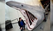 Afbeeldingsresultaten voor Basking Shark. Grootte: 170 x 100. Bron: www.ntd.com