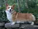 Image result for Welsh Corgi Pembroke. Size: 131 x 100. Source: animalsbreeds.com