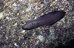 Image result for "oligopus Ater". Size: 153 x 100. Source: www.marinespecies.org