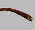 Image result for "photonectes Parvimanus". Size: 116 x 100. Source: fishesofaustralia.net.au