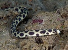 Image result for Myrichthys maculosus. Size: 136 x 100. Source: www.pinterest.com