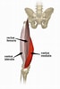 Image result for "palapedia Quadriceps". Size: 67 x 100. Source: www.yoganatomy.com