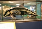 Afbeeldingsresultaten voor dolfijn skelet. Grootte: 144 x 100. Bron: www.yelp.com