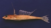 Image result for Foetorepus agassizii. Size: 178 x 100. Source: www.fishbiosystem.ru