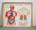 Image result for Sepietta Anatomie. Size: 119 x 100. Source: www.pinterest.fr