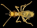 Afbeeldingsresultaten voor "leptocotis Tenuirostris". Grootte: 132 x 100. Bron: elp.tamu.edu