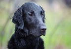 Image result for Flat Coated Retriever. Size: 144 x 100. Source: woofbarkgrowl.co.uk