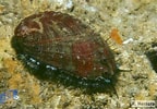 Afbeeldingsresultaten voor "haliotis Tuberculata". Grootte: 144 x 100. Bron: www.biodiversidadcanarias.es