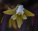 Image result for "strombidium Conicum". Size: 125 x 100. Source: www.orchidroots.com