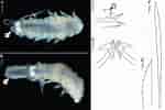 Image result for "bathyporeia Gracilis". Size: 150 x 100. Source: www.researchgate.net