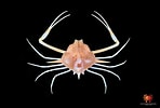Image result for "arcania Gracilis". Size: 148 x 100. Source: www.pinterest.com