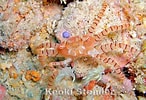 Afbeeldingsresultaten voor Lybia edmondsoni. Grootte: 146 x 100. Bron: www.marinelifephotography.com