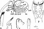 Afbeeldingsresultaten voor Metanephrops australiensis Anatomie. Grootte: 148 x 100. Bron: www.researchgate.net