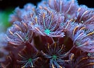 Image result for Clavularia Anatomie. Size: 138 x 100. Source: www.freepik.com