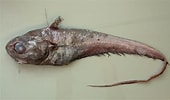 Image result for Coryphaenoides. Size: 170 x 100. Source: www.fishbiosystem.ru