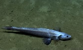 Afbeeldingsresultaten voor "bathysaurus Mollis". Grootte: 167 x 100. Bron: www.marinespecies.org