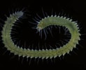 Image result for Syllidae Stam. Size: 123 x 100. Source: www.aphotomarine.com