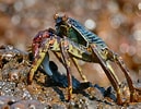 Image result for "grapsus Albolineatus". Size: 129 x 100. Source: www.flickr.com