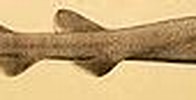 Image result for Bythaelurus hispidus Anatomie. Size: 196 x 43. Source: pl.wikipedia.org