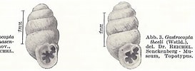 Image result for Protubulanus theeli Stam. Size: 273 x 100. Source: zookeys.pensoft.net