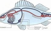 Image result for Drievinslijmvissen Anatomie. Size: 166 x 100. Source: barends-blik.blogspot.com