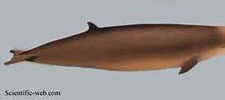 Image result for "lopadorhynchus Appendiculatus". Size: 225 x 96. Source: www.scientificlib.com