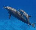 Image result for Bottlenose Dolphin family. Size: 121 x 100. Source: www.livescience.com
