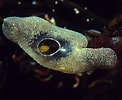 Image result for "diplosoma Listerianum". Size: 122 x 100. Source: www.britishmarinelifepictures.co.uk