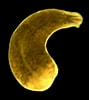 Image result for "procerodes Littoralis". Size: 89 x 100. Source: www.eurekalert.org