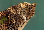 Résultat d’image pour Leopard. Taille: 147 x 100. Source: wall.alphacoders.com
