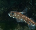 Image result for Hydrolagus mirabilis Familie. Size: 120 x 100. Source: inaturalist.ca