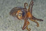 Image result for "sepiola Atlantica". Size: 148 x 100. Source: conchsoc.org