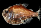 Image result for "argyropelecus Gigas". Size: 145 x 100. Source: fishesofaustralia.net.au