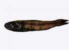 Afbeeldingsresultaten voor "lampadina Uropaos Atlantica". Grootte: 138 x 100. Bron: fishesofaustralia.net.au