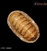 Image result for "ischnochiton Albus". Size: 93 x 100. Source: www.femorale.com