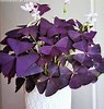 Tamaño de Resultado de imágenes de Purple House Plants.: 95 x 100. Fuente: liketogirls.com