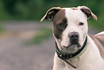 Image result for Amerikansk pitbullterrier. Size: 147 x 100. Source: wall.alphacoders.com