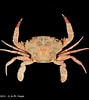 Afbeeldingsresultaten voor "thalamita Kagoshimaensis". Grootte: 89 x 100. Bron: www.crustaceology.com