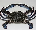 Image result for Blue Swimming Crab in Sri Lanka. Size: 119 x 100. Source: alasmaktrading.com