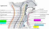 Image result for "caecum Trachea". Size: 165 x 100. Source: healthjade.com