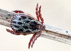 Image result for "pulcratis Reticulatus". Size: 138 x 100. Source: storymaps.arcgis.com