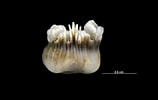 Image result for Heterocyathus Stam. Size: 158 x 100. Source: taieol.tw
