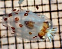 Image result for Bolitaenidae. Size: 125 x 100. Source: www.marinespecies.org