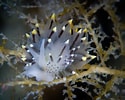 Afbeeldingsresultaten voor "eubranchus Tricolor". Grootte: 125 x 100. Bron: www.seawater.no