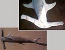 Image result for Vleugelkophamerhaai Anatomie. Size: 130 x 100. Source: www.fishbase.se