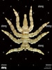 Image result for "pycnogonum Littorale". Size: 75 x 100. Source: www.alamy.com
