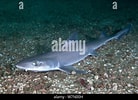 Image result for "mustelus Asterias". Size: 138 x 100. Source: www.alamy.com